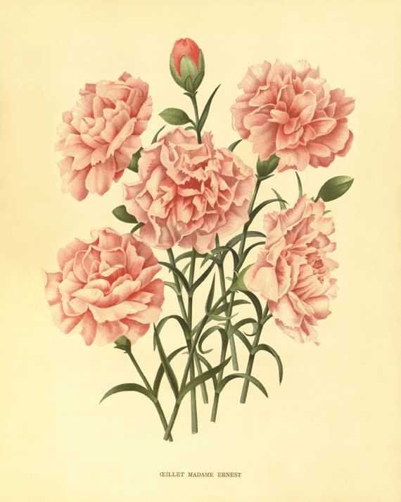 570x713 Image Result For Garden Full Of Flowers Illustration Anxiety