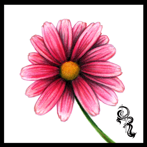 500x500 Derrick The Artist How To Color A Daisy With Colored Pencils By