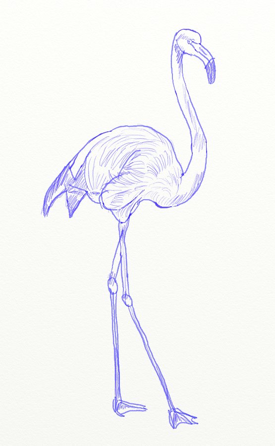 555x900 How To Draw A Pink Flamingo