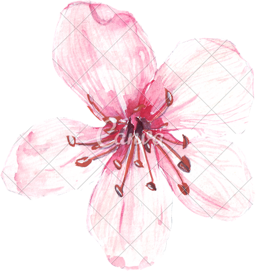 529x550 Hand Drawing Of Watercolour Pink Flower