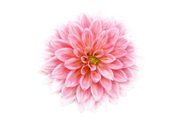 600x398 Pink Flower Drawing Free Stock Photos Rgbstock Free Stock Images