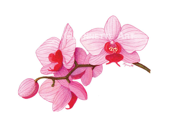 600x464 Pink Flowers Drawing 5 High Resolution Wallpaper