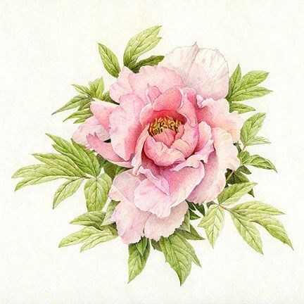432x432 Pink Peony Drawing Elegant Flower Drawings In Pencil Colour