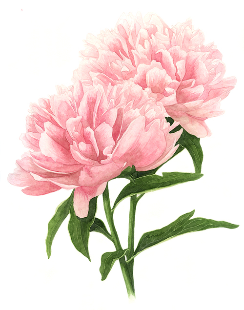 500x635 Double Pink Peony Painting.jpg Plant Love Peony