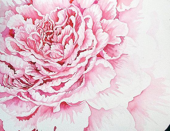 550x423 Pale Pink Peony By Helen Klebesadel (Watercolor Painting) Artful