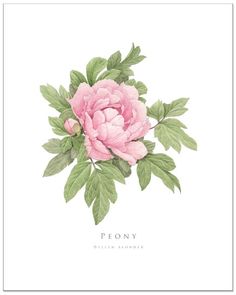 236x295 Peony Sarah Bernhardt