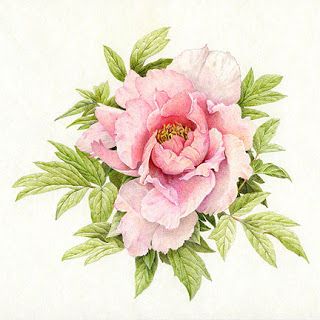 320x320 Perfect Peony Drawing By Ellen Blonder.