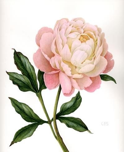 399x491 Pink Peony Drawing Luxury Pin By Jaru Nagadhana On Botanical