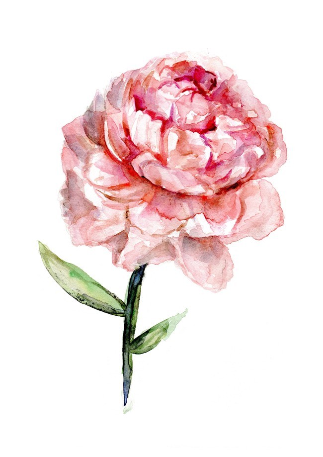 650x919 Pink Peony Drawing New Custom Order Of A Peony Rose Watercolor