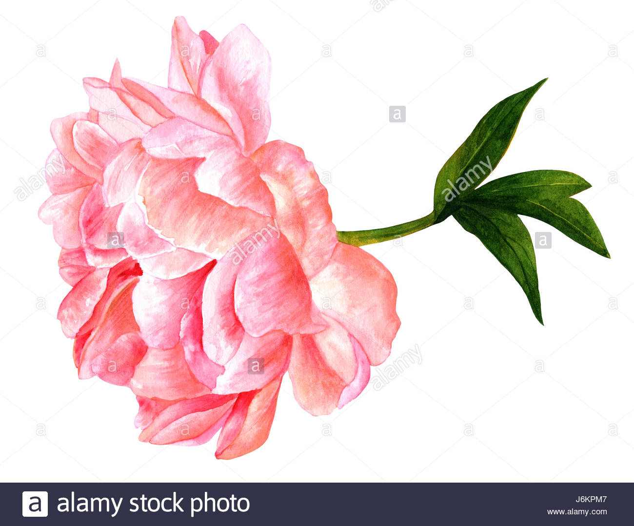 1300x1079 Vintage Style Watercolor Drawing Of A Tender Pink Peony Flower