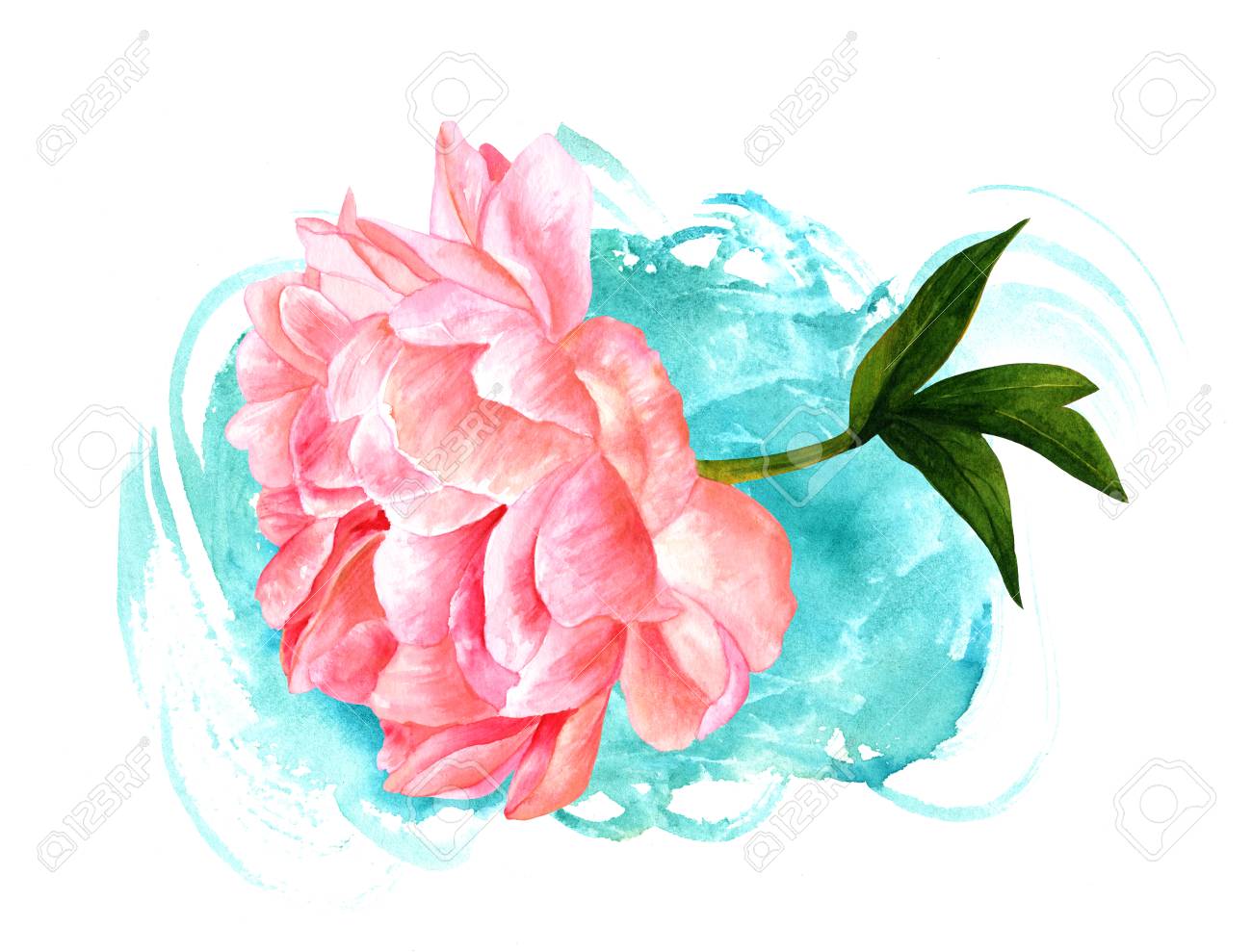 1300x989 Watercolor Drawing Of Pink Peony Flower With Teal Texture Stock