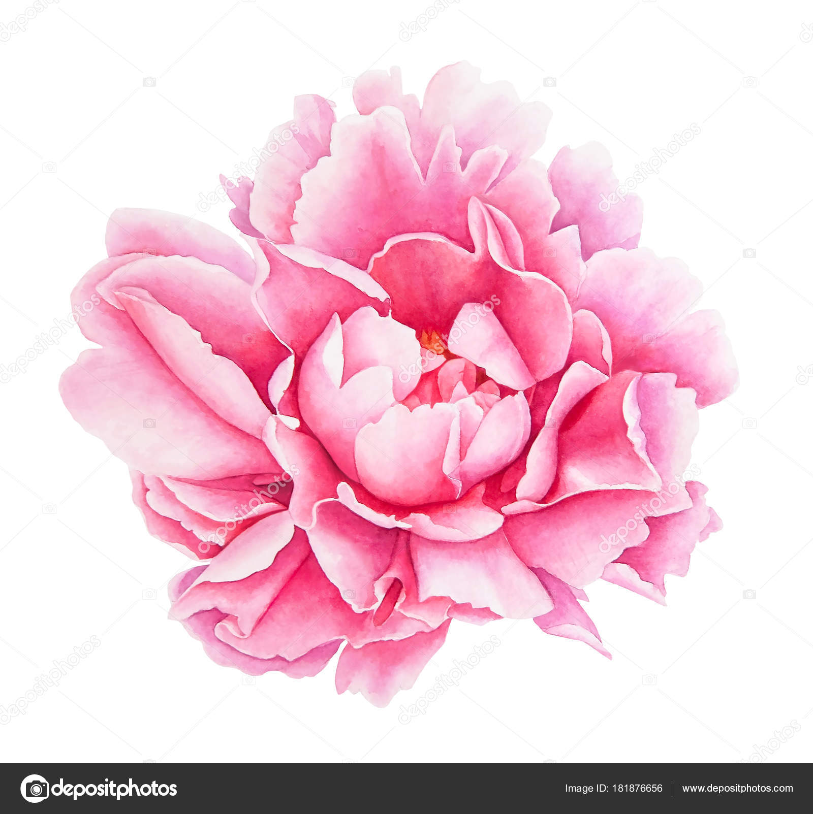 1600x1603 Watercolor Realistic Drawing Pink Peony Flower Isolated White