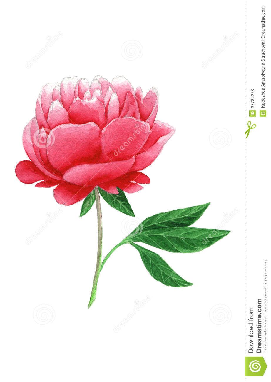 922x1300 Watercolour Pink Peony Royalty Free Stock Photos