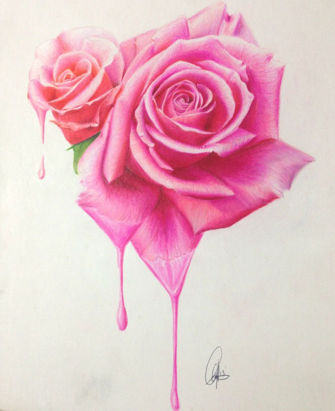 660x810 2 Pink Roses ) Pink Roses, Rose