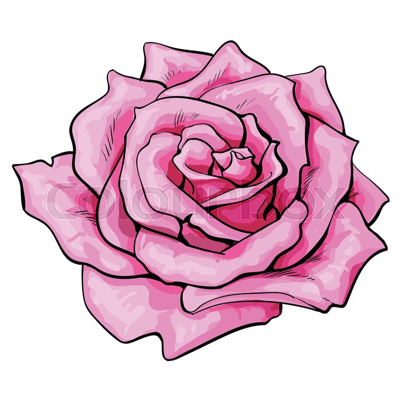 800x800 Deep Pink Rose Bud, Top View Sketch Style Vector Illustration