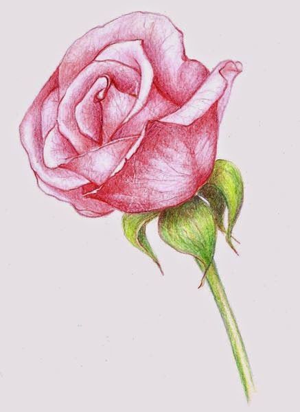 437x600 Drawings A Pink Rose Rose Drawing Pink Roses
