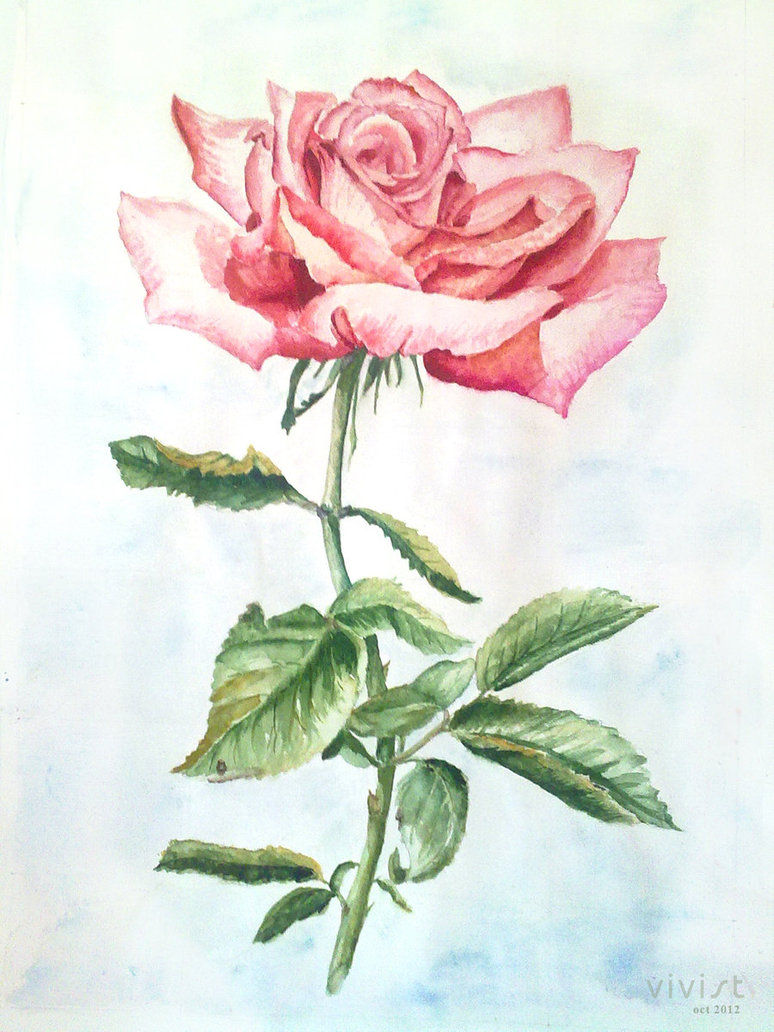774x1032 Pink Rose By Vivist