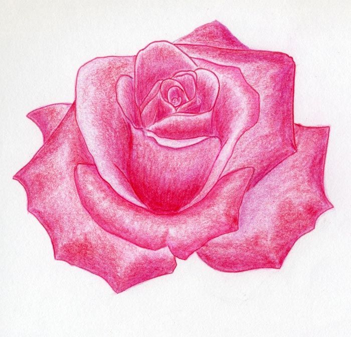 700x672 Rose Flower Drawings With Color To A Real Rose Color Painting