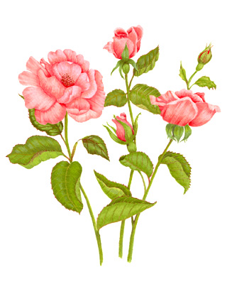 320x400 Pink Rose Botanical Art Pink Roses, Amazing Art