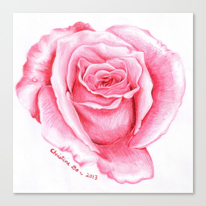 700x700 Pink Rose Drawing Canvas Print By Spoondraws Society6