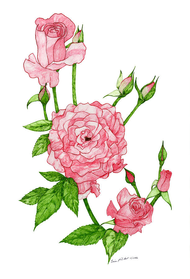 613x900 Pink Roses Drawing By Erica Tolbert