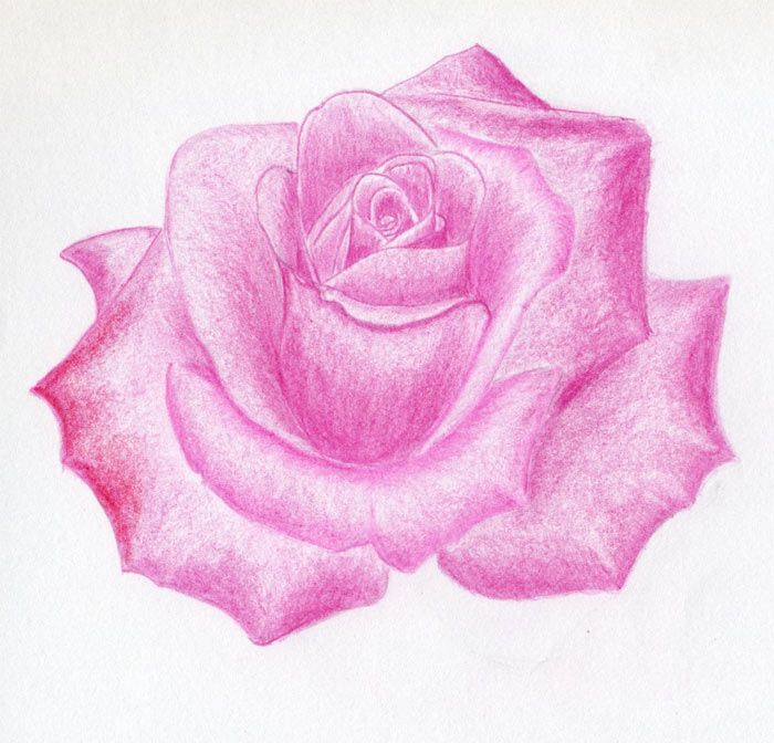 700x672 Rose Images How To Draw A Rose