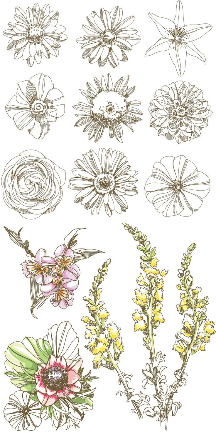736x1472 Simplified Flower Drawings From India 459 Best Images