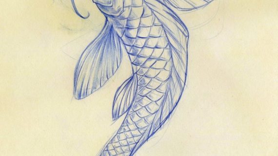570x320 Koi Fish Drawings 8 Good Koi Fish Drawings In Pisces Biological