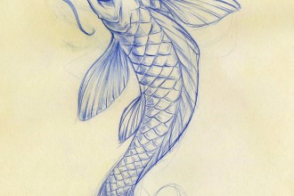 330x220 Koi Fish Sketch 8 Good Koi Fish Drawings Biological Science