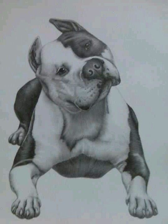 540x720 Pitbull Drawing Incredible Pitbulls Amp Elephants