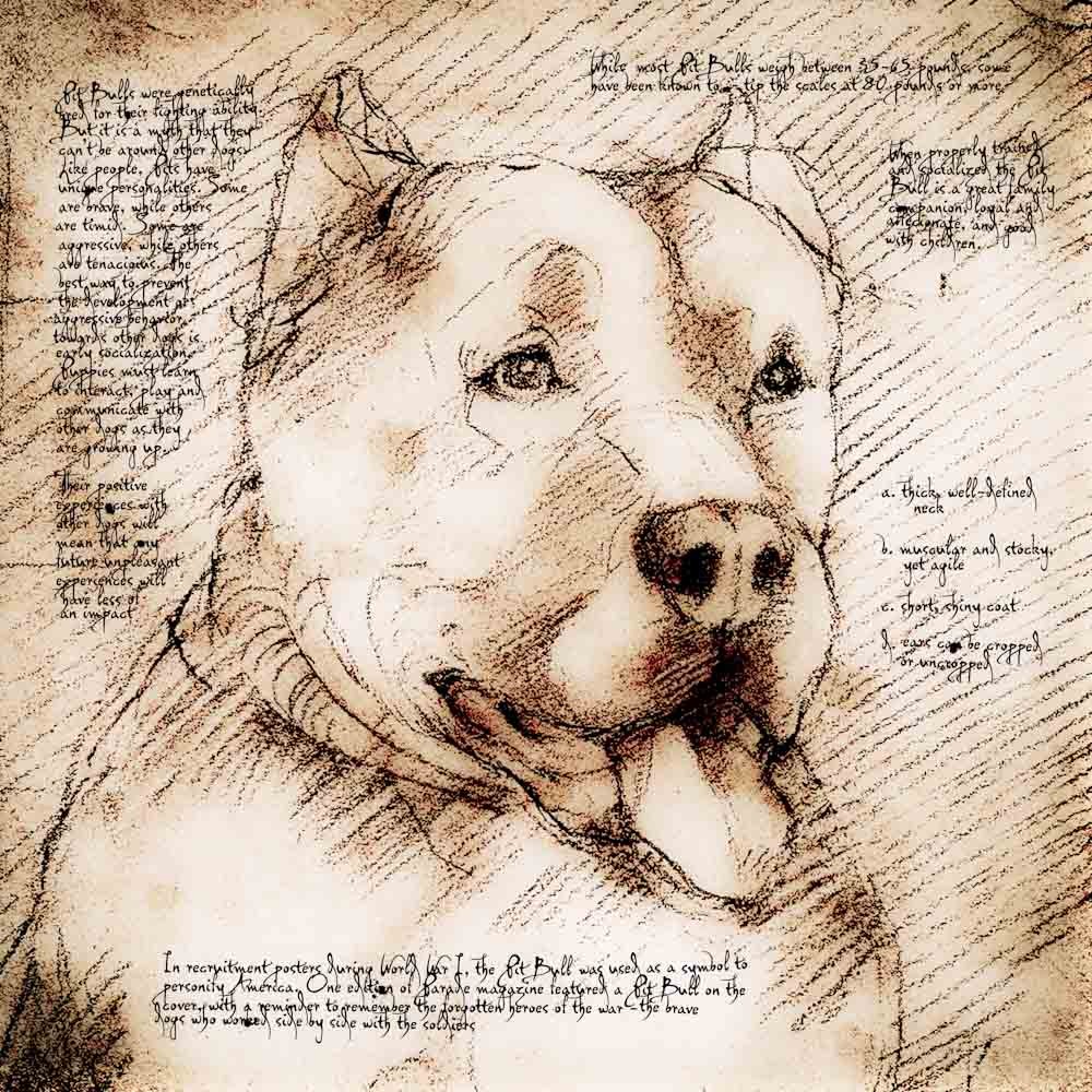 1000x1000 Pit Bull Looking Right Detail Of A Da Vinci Style Drawing