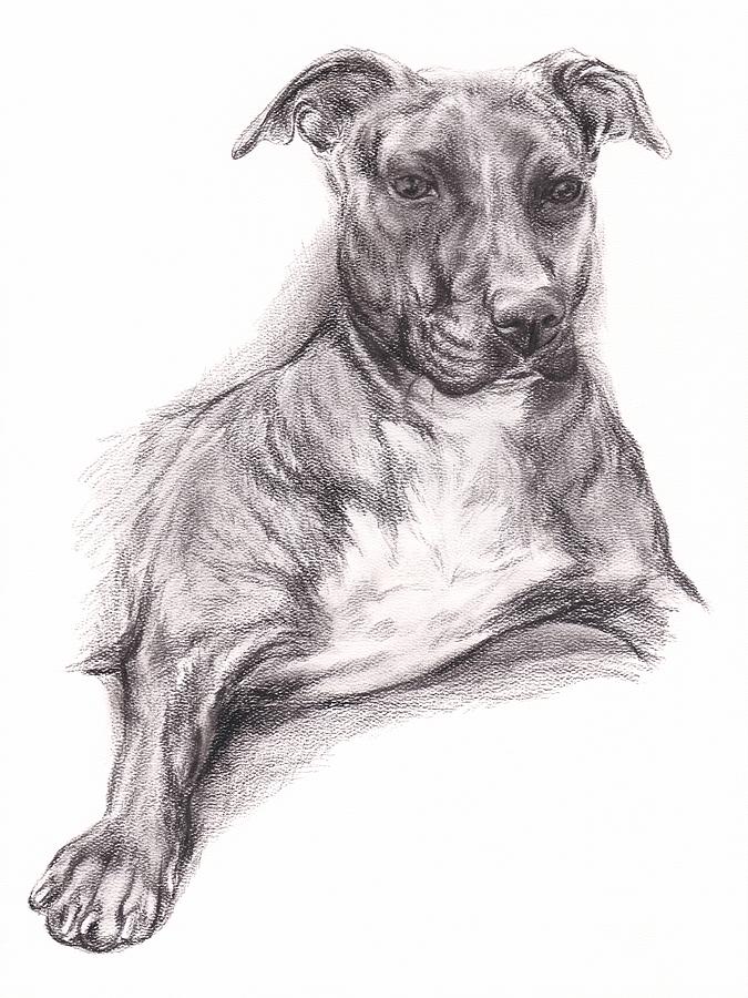 675x900 Pit Bull Terrier Drawings Fine Art America