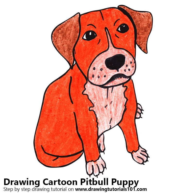 800x800 Learn How To Draw A Cartoon Pitbull Puppy (Cartoon Animals) Step