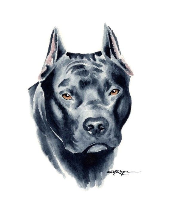 570x714 View Source Image Pit Bull Drawingsart View