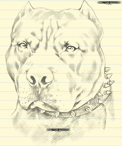 Pitbull Drawing at GetDrawings | Free download