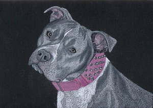 300x212 Pitbull Drawings Fine Art America