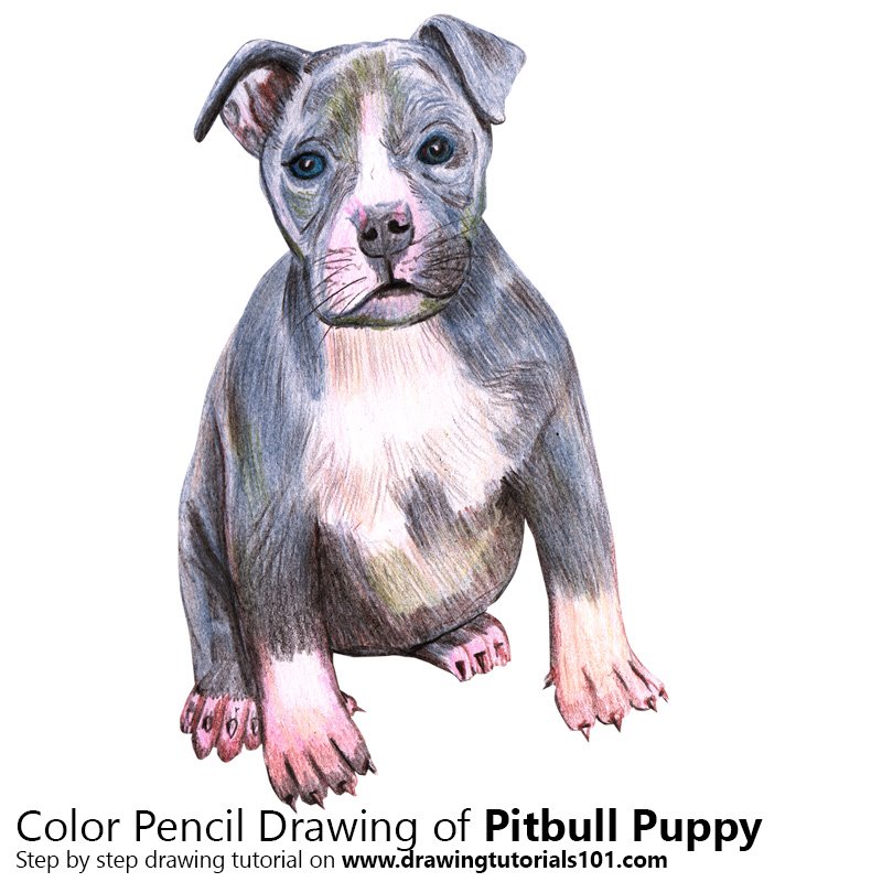 800x800 Pitbull Puppy Colored Pencils