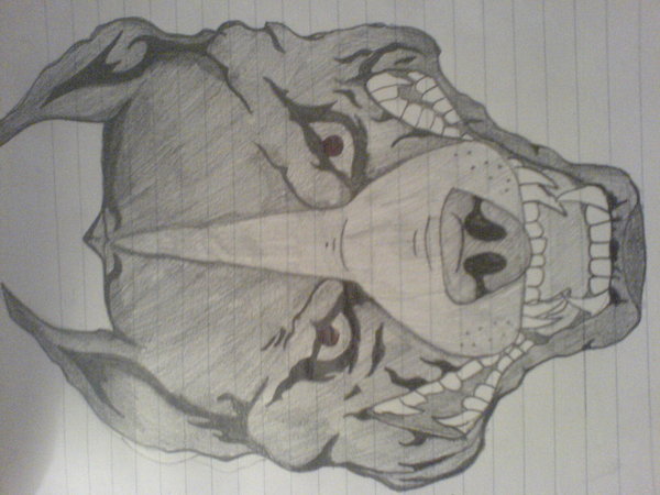 600x450 Pitbull By Wasted Talent