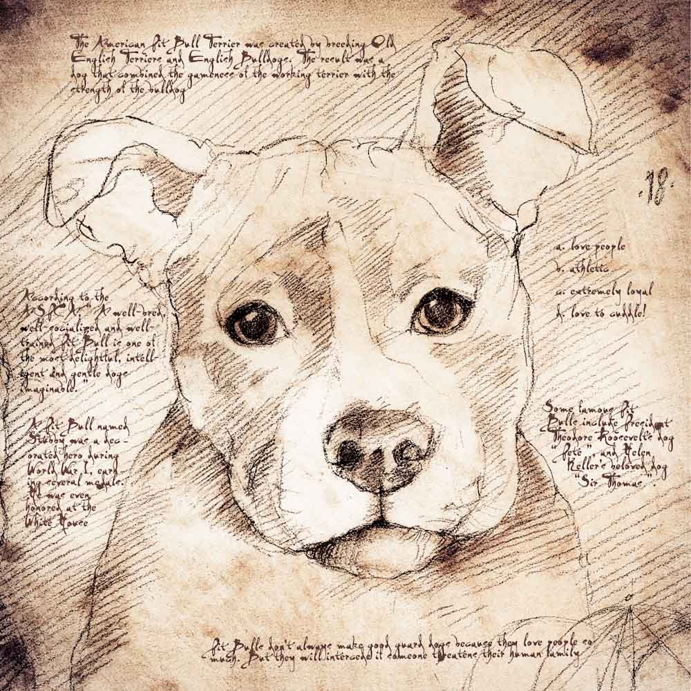 1000x1000 Pit Bull Face Detail Of A Da Vinci Style Drawing