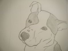 236x177 How To Draw A Pitbull Face