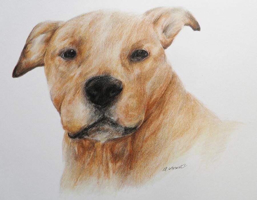 900x701 Pitbull Head Study Drawing By Meagan Visser