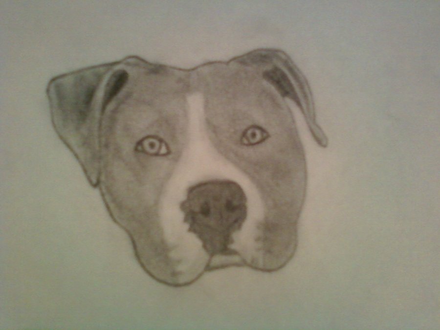 900x675 Pitbull Head 2 By Datgurlbebe