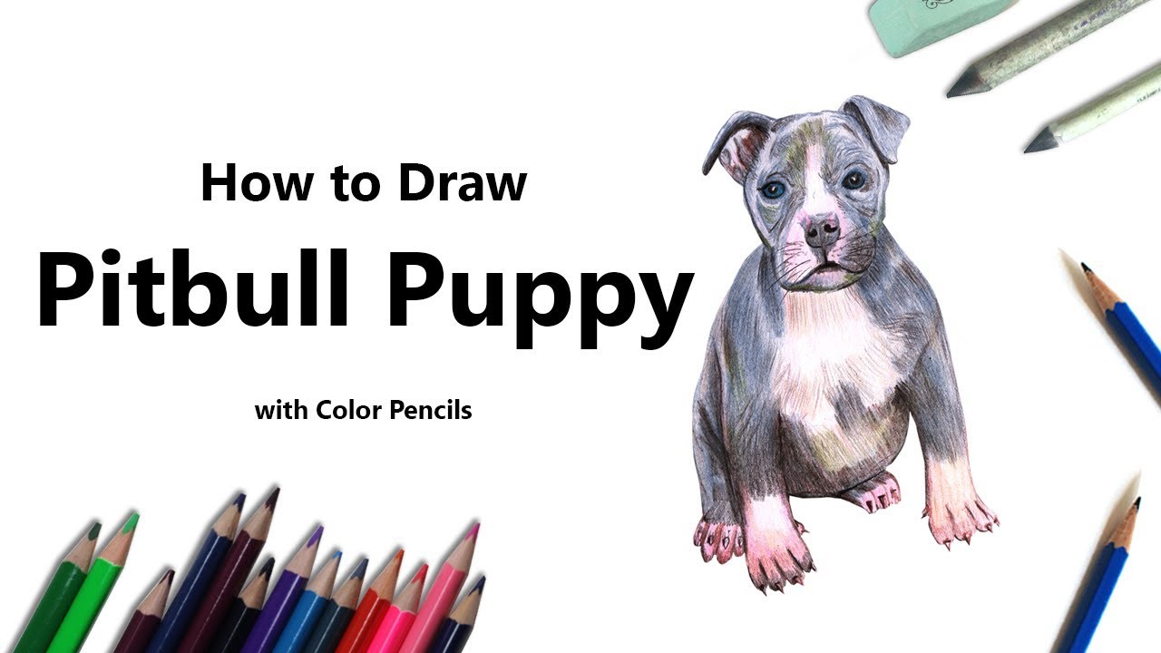 1280x720 How To Draw A Pitbull Puppy With Color Pencils [Time Lapse]