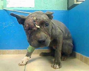 339x270 Drawings Of Pitbull Puppies