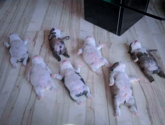 541x411 Sleeping Free Pibull Puppies.jpg