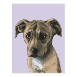 260x260 Pit Bull Drawing Postcards Zazzle