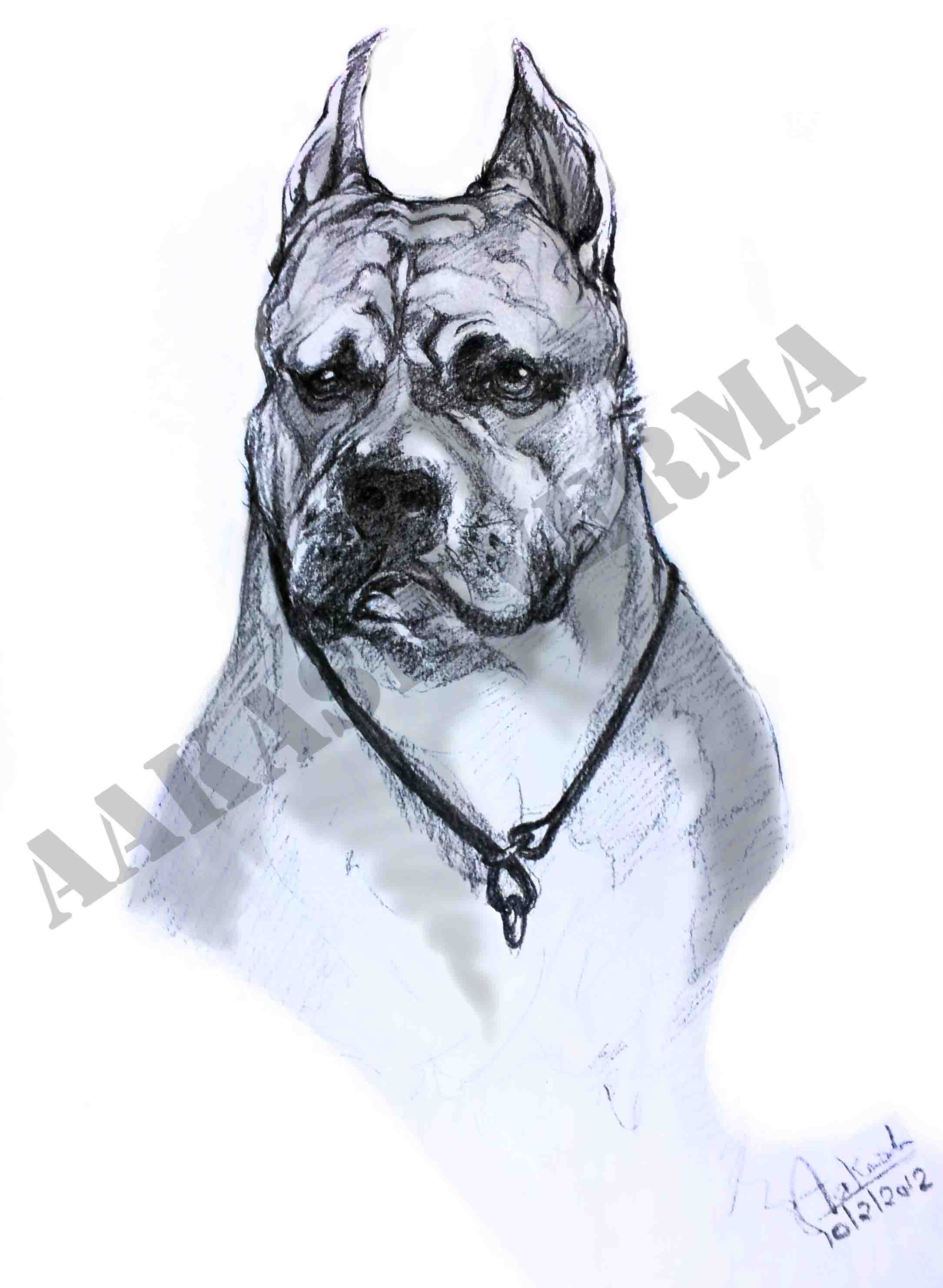 2170x2964 Pitbull Sketch Portfolio