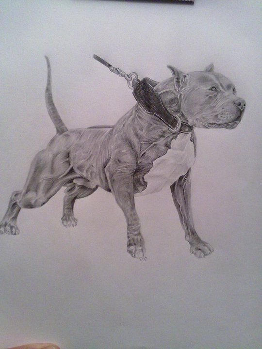 540x720 Pitbull By Yakuza9