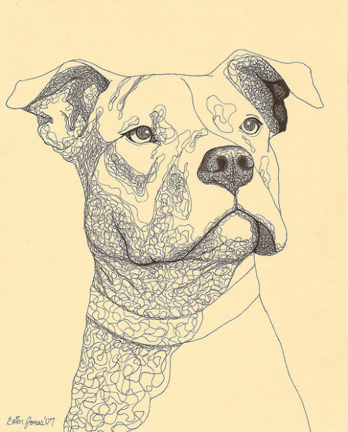 500x621 Bullysmiles Pit Bull Ink Drawing By Erinkejo On . pitbulls
