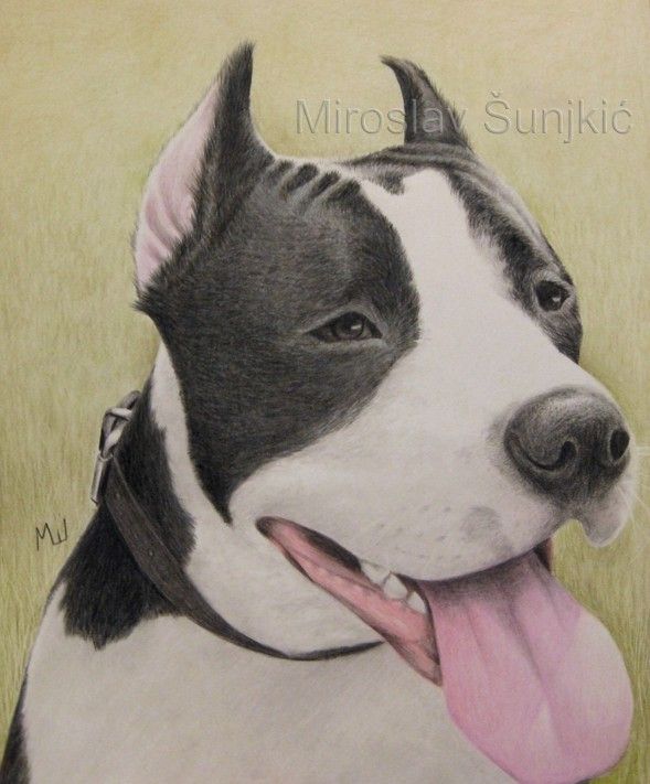 589x711 Pencil Drawing Of A Pit Bull Dog Drawings, Draw And Pencil Portrait